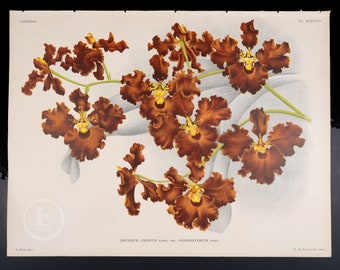 Grand Oncidium or Large-flowered Oncidium Orchid - Authentic lithograph by Jean Linden 1892, from Iconographie des Orchidees - Stunning!