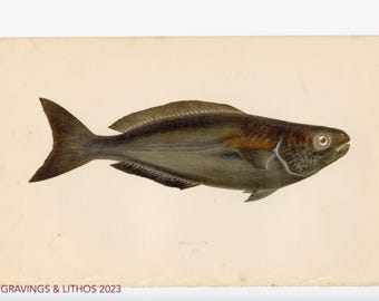 Pez Pompilus de 1894: cromolitografía original de peces de agua dulce británicos
