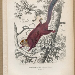 May include: A vintage-style botanical and zoological print featuring a reddish-brown flying squirrel climbing a tree. The text below the illustration reads PTEROMYS ECLATANT (Pteromys nitidus) DE JAVA. The background shows a detailed tree.