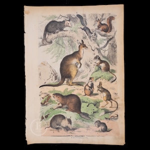 1871 Opossum, Bandicoot, Kangaroo, Glider, Squirrel, Dormouse, Hamster  - Original Lithography from Natural History by Heinrich Rebau