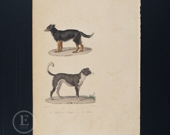 HERDING DOG and MASTIFF / Authentic steel engraving from Oeuvres Completes de Buffon 1837 - Hand colored and very rare!