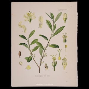 Erythroxylum Coca Plant for Sale - Etsy