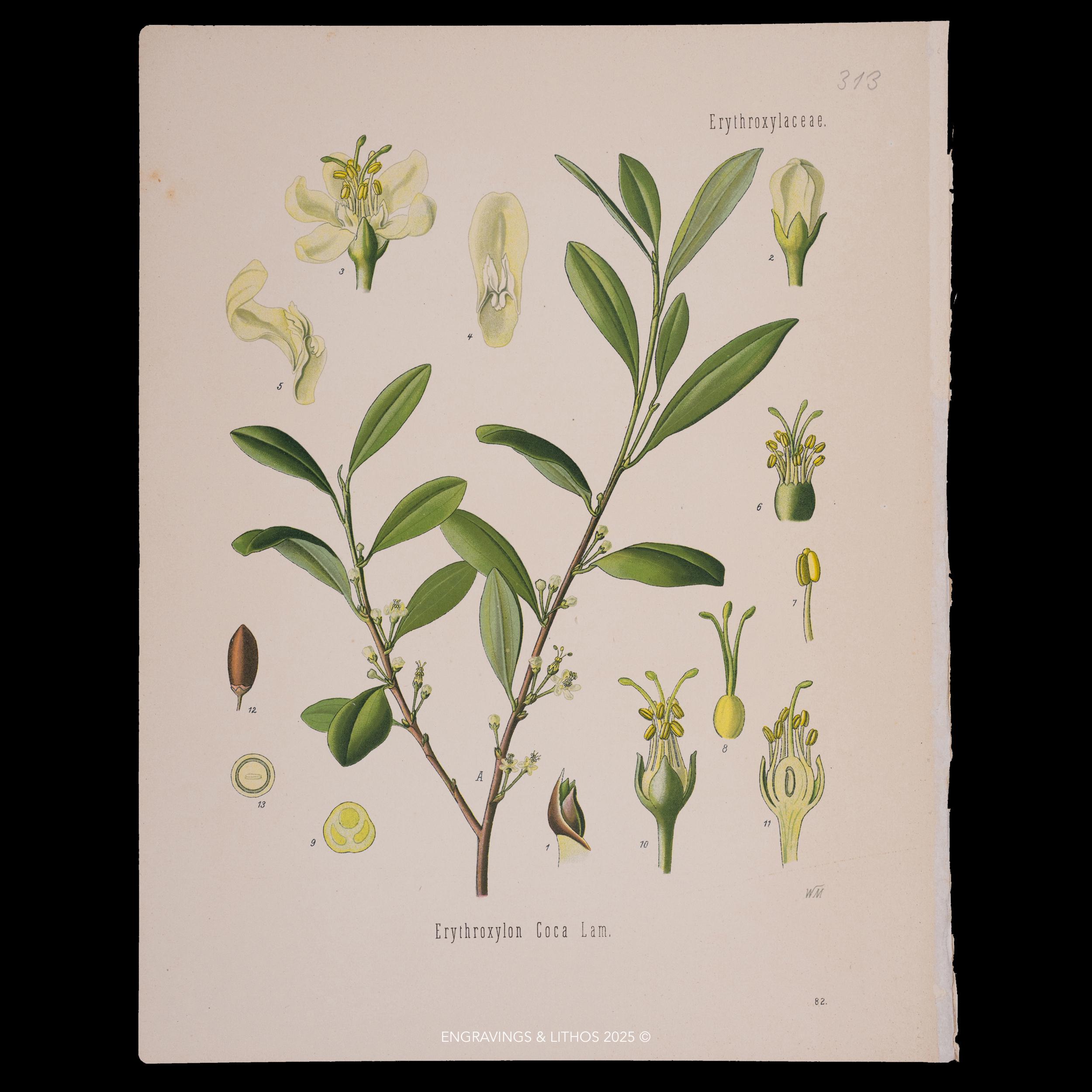 Coca Plant Seeds - Etsy New Zealand