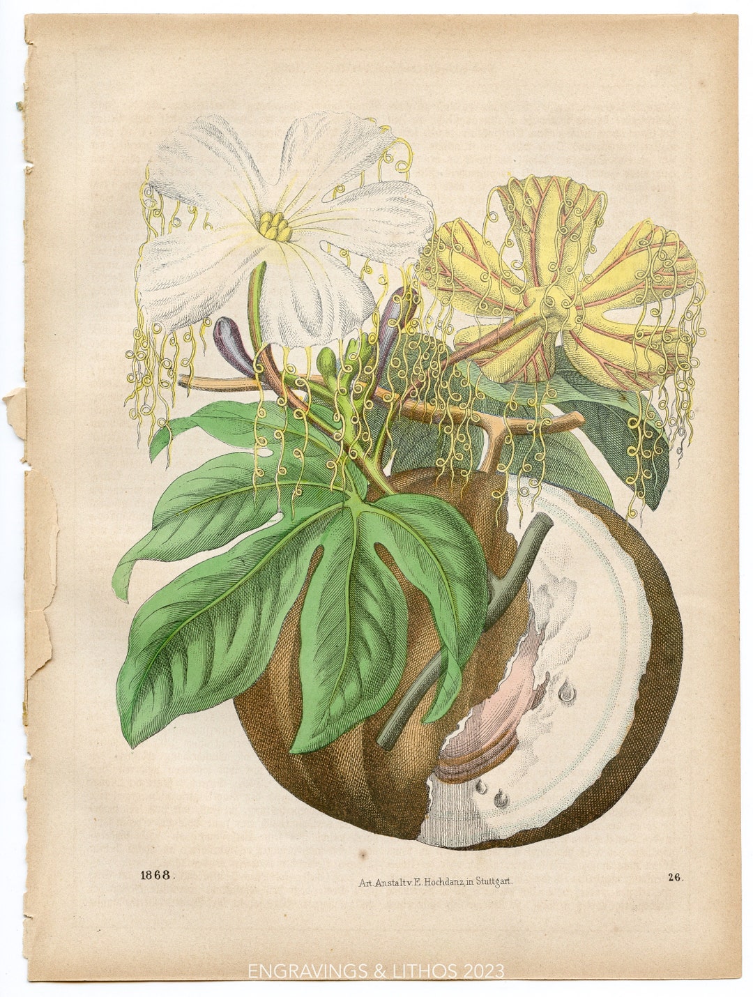 Chinese Lard Seed VERY RARE Original Lithography Out of das Buck Der