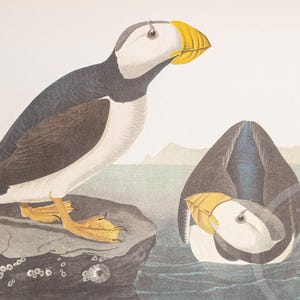 1937 Horned Puffin and Pectoral Sandpiper from "John James Audubon Birds of America" -  Buy 1 print, get 1 free!