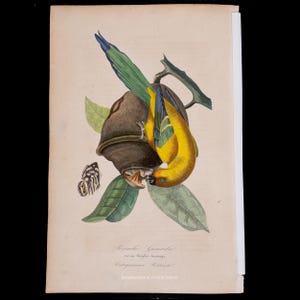 Originale handkolorierte naturhistorische Gravur eines Guayana-Tangares aus dem Jahr 1842, der eine tropische Samenkapsel frisst