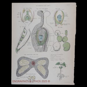 1880 FRÖ- OCH FÄMMELSEANS ANATOMI - Originallitografi från en antik biologisk atlas - Sällsynt!