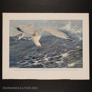 1911 - HERRING-GULLS - Original page from a Natural History book