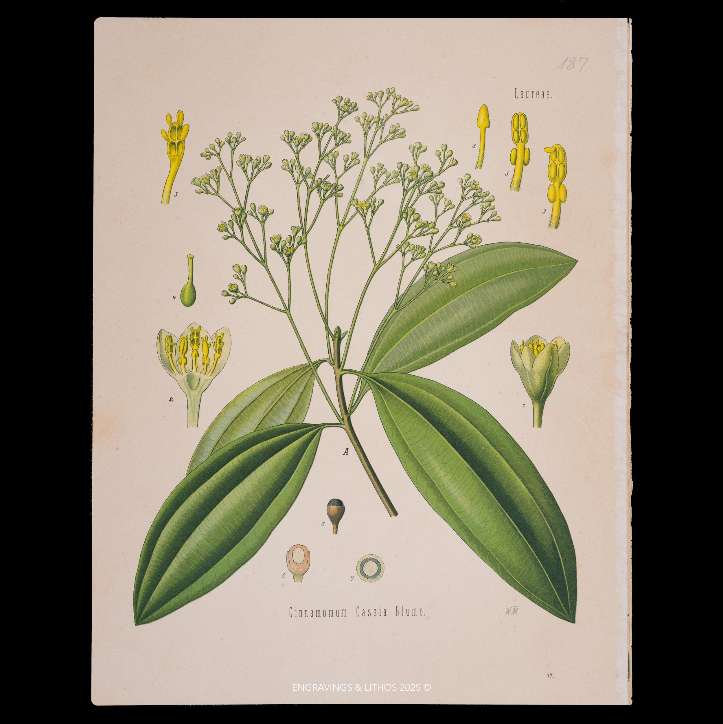 Cassia Cinnamon Plant - Etsy