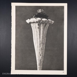 Może przedstawiać: Czarno-biały nadruk stylizowanego kwiatu. Kwiat ma kształt trąbki z teksturowaną, żebrowaną łodygą i pofałdowanym brzegiem. Wierzchołek kwiatu jest ciemny i teksturowany.