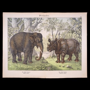 1872 Indian Elephant and Indian Rhinoceros - Original very rare lithograph from Natural History of Mammals Prof. Schubert
