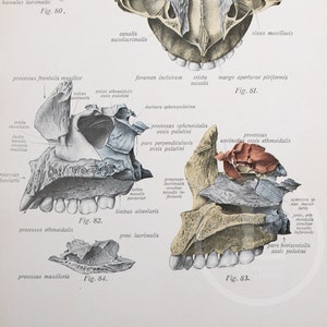 Mâchoire supérieure, lacrymale, conque nasale inférieure, Palatine / Anatomie humaine - Livre d&#39;anatomie descriptive de 1926 Imprimé recto-verso !