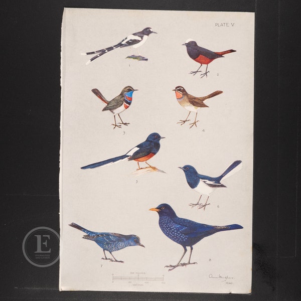 Forktail, Redstart, Shama, Robin, Thrush and Bluethroat - Birds original color vintage print out of the book "The Birds of Burma" 1939-1940