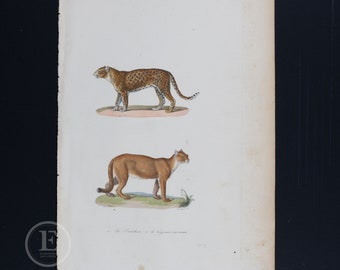 PANTHER and COUGAR / Authentic steel engraving from Oeuvres Completes de Buffon 1837 - Hand colored and very rare!