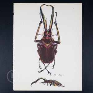 GRANT&#39;S STAG BEETLE - Color Offset vintage lithography  of Beetles from the 60s - Insects wall decor