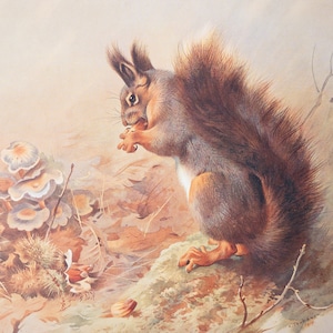 &quot;Squirrel - Vintage Druck aus dem Buch &quot;&quot;Britische Mammals&quot;&quot; A. Thornburn, Vol. 1 - 1921