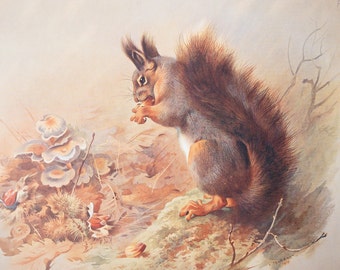 Squirrel - Vintage print from the book "British Mammals" A. Thornburn, Vol. 1 - 1921