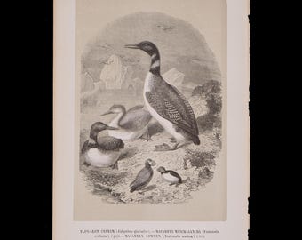 Prachttaucher und Puffin - Schwer zu finden &quot;Histoire Naturelle des Oiseaux&quot; Le Maout 1853.&quot;