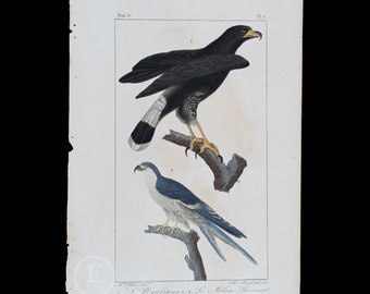 EAGLES: The Crested Eagle and the Snake Eagle / Authentic Steel engraving from Oeuvres de Buffon 1829 - Hand colored!