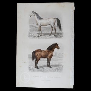1853 HORSES: ARABIAN and PERCHERON - Hand-Colored Steel Engraving with Gum Arabic Finish from Ouvres de Buffon - Scarce!
