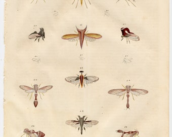 Cicadas of Brazil insects - Extremely rare, hand-colored from "Book of the World - 1844" by Carl Hoffman