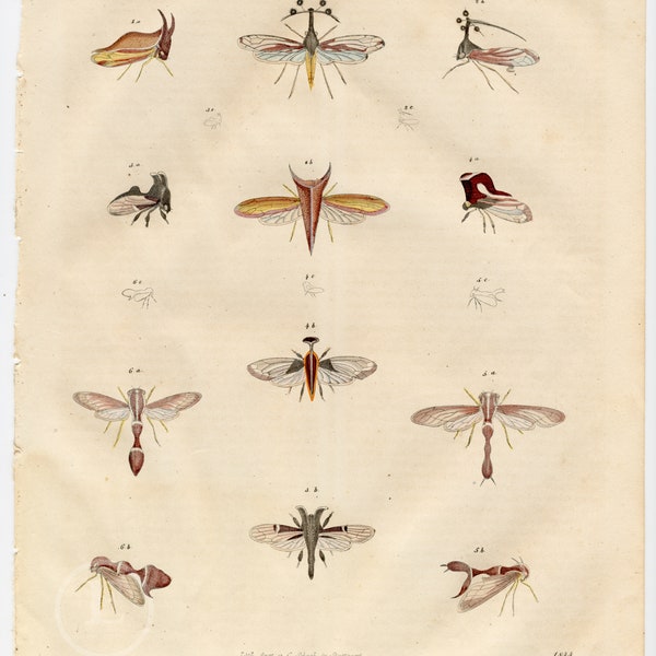 Cicadas of Brazil insects - Extremely rare, hand-colored from "Book of the World - 1844" by Carl Hoffman