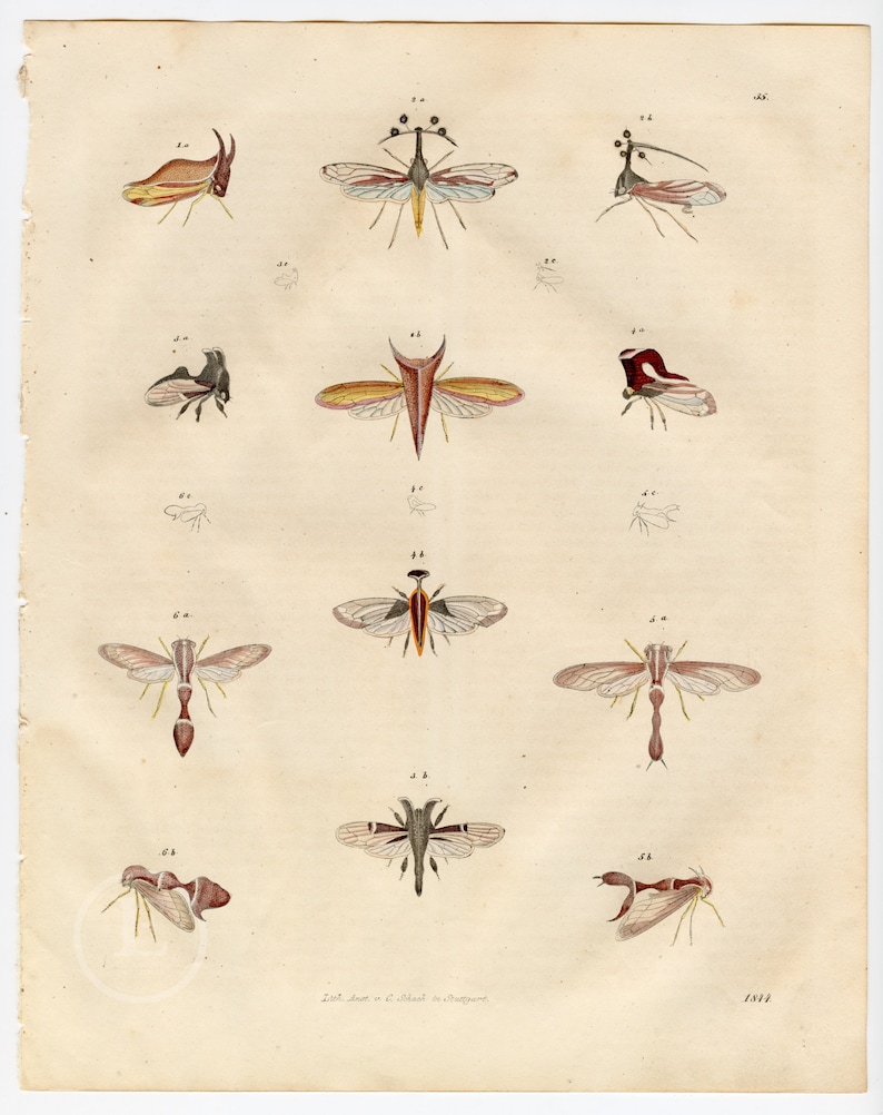 Muted Insect 1844 Cicadas of Brazil Insects - Extremely Rare, Hand-colored From ...
