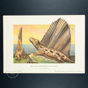 May include: A vintage illustration of two prehistoric marine reptiles, known as  "Segelteiche  Ommosaurus Dollovianus." The illustration is in a watercolour style with a yellow, orange, and blue background. The text "Segelteiche Ommosaurus Dollovianus" is printed below the image.