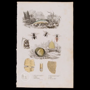 1847 Fisk/bi, bikupa, honungskaka, svärm - Mycket sällsynt gravyr vackert förstärkt med akvarell. Från Dictionnaire Pittoresque av Guerin