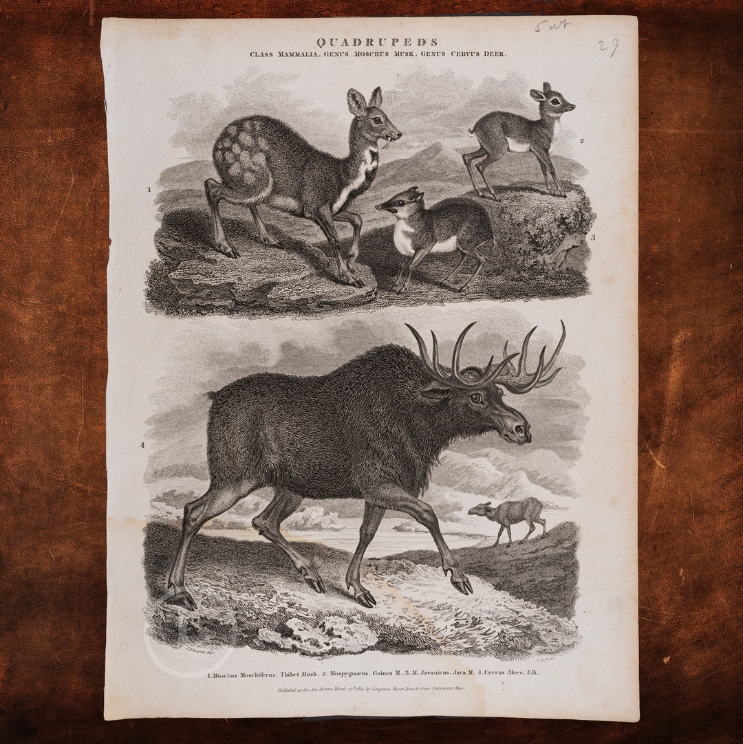 DEERS: Alpine, Guinea, Java Musk and Elk - Original Copper Engraved ...