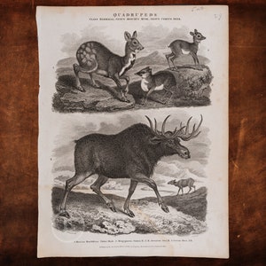 Pode incluir: Uma ilustração vintage em preto e branco de quatro tipos diferentes de veados. A imagem é intitulada "Quadrupeds" e inclui a classificação científica dos animais. Os veados são representados em um ambiente natural com árvores e folhagem em segundo plano.