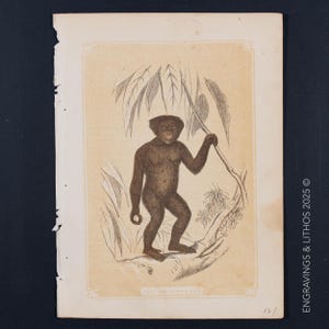 1851 THE CHIMPANZEE - Antique Lithograph – Original The Natural History of the Sacred Scriptures, and Guide to General Zoology
