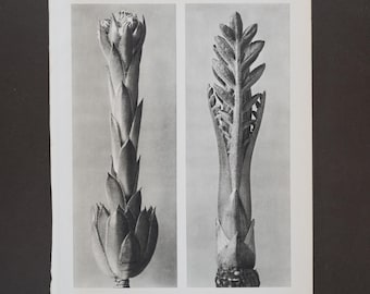 1932 - Hauswurz & Skabious-blättriger Cephalaria aus Karl Blossfeldt's ""Wunder der Natur"" - Verso gedruckt!" Botanischer Vintage Druck