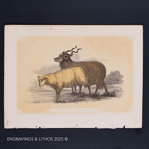 1851 LEICESTER & WALLACHIAN SHEEPS – Antique Lithograph –Original The Natural History of the Sacred Scriptures, and Guide to General Zoology