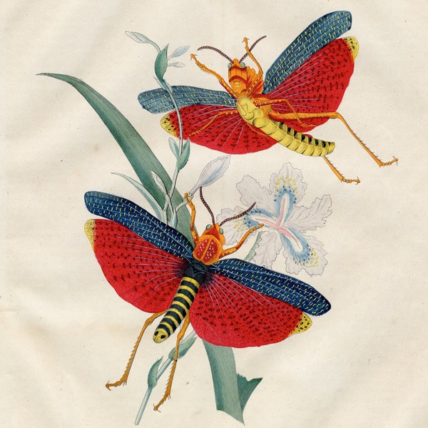 Flying Locusts, Grasshoppers - Very rare, hand-colored from "Book of the World - 1844" by Carl Hoffman, old Print