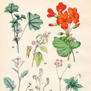 Radish, rockcress, marsh cranesbill, geranium, mallow, marsh mallow original plate from "Pflanzen-Atlas - Carl Hofman 1883