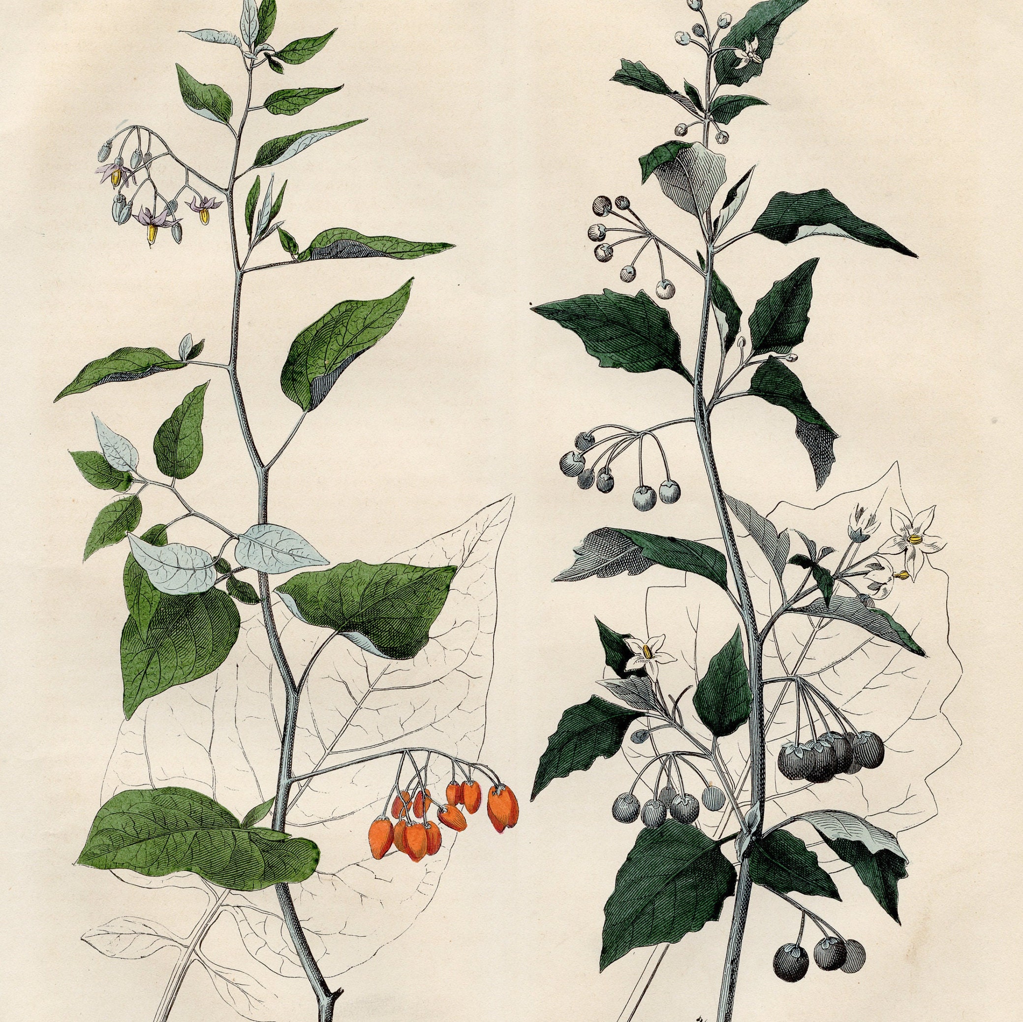 The Bittersweet Nightshade and the Black Nightshade - VERY RARE ...