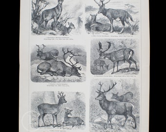 1898 - DEERS  - Rare chromolithograph plate from Brockhaus' Conversations-Lexikon / Scarce german print