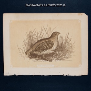 1851 THE PARTRIDGE – Antique Lithograph – Original The Natural History of the Sacred Scriptures, and Guide to General Zoology