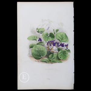 1867 HET VIOLET – La Violette | / Handgekleurd bord uit 'Les Fleurs Animees by J.J.Grandville - Botanical Flowers Wall Decor - Scarce!
