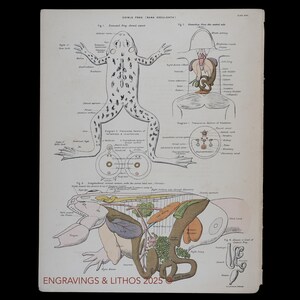 May include: An antique scientific illustration of a frog, featuring detailed anatomical diagrams. The print includes labeled drawings of the frog's dorsal view, internal organs, and a cross-section. The text "EDIBLE FROG (RANA ESCULENTA)" is at the top.