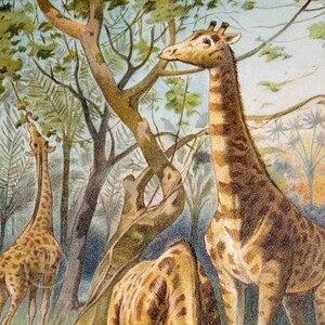 Giraffes Original Color Lithography the Animal World Illustrated 1894 ...