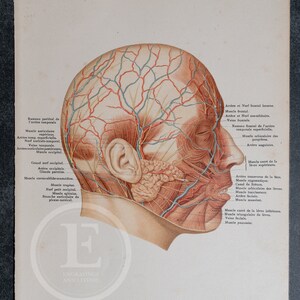 Superficial muscles, arteries, veins, and nerves of the face  - Human Anatomy - Topographic Anatomy Book 1905 - Rare Lithography