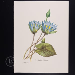EGYPTISK LOTUS - Blommor och frukter av Pierre Redoute - Vintageutgåva 1980
