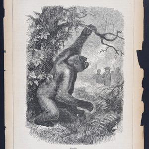 Rare 1868 Gorilla Print: Antique German Wood Engraving