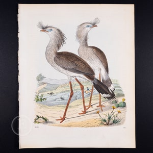 1856年 ヘビウまたはアフリカヘビクイ - 「世界の書」からの非常に珍しい版画 - 手彩色のオリジナルリトグラフ、古いオリジナルプリント