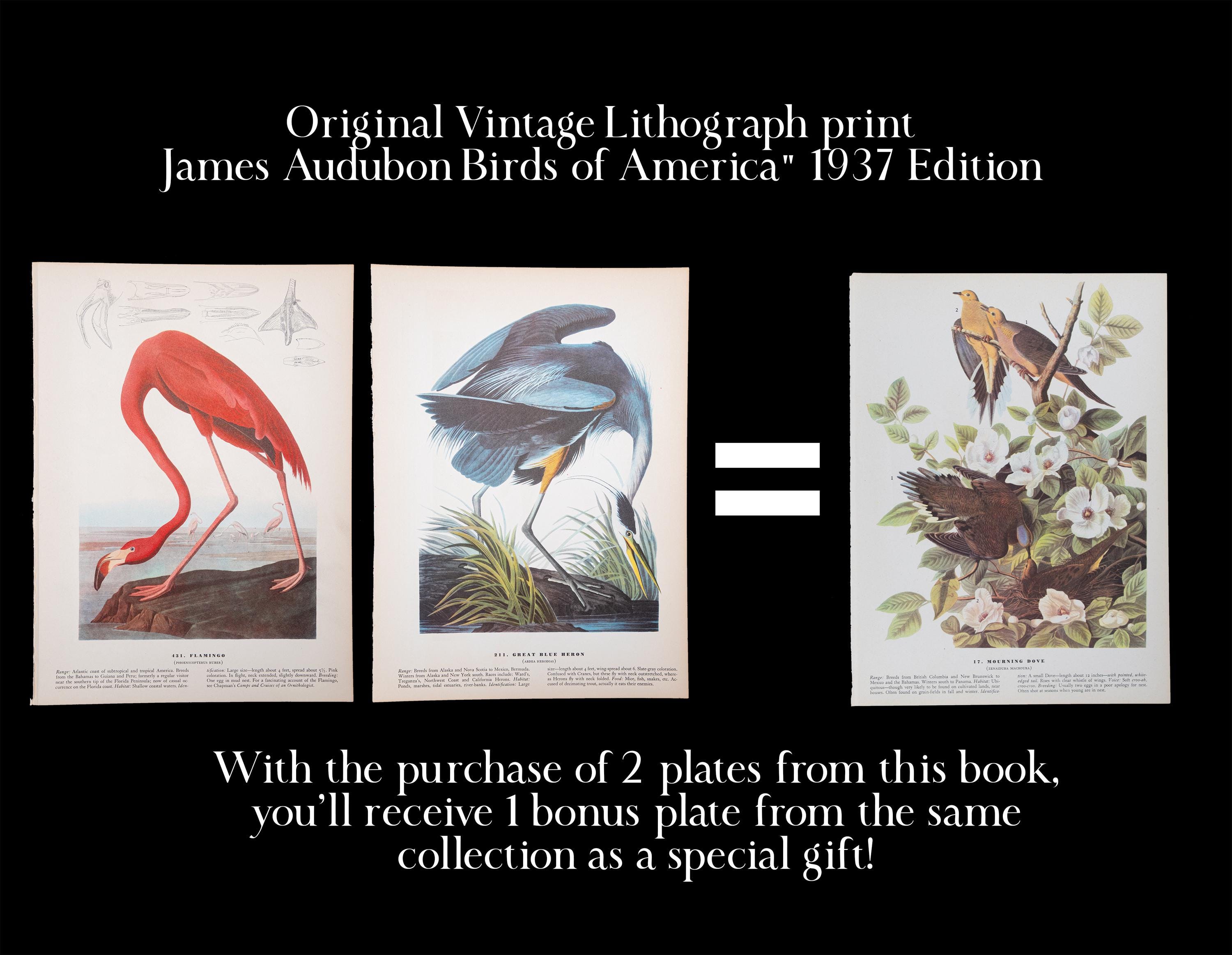 1937年 - アメリカサンカノゴイとアメリカヒメアヒル - ヴィンテージ