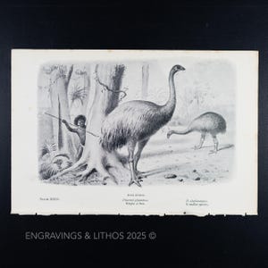 1897 MOA BIRDS (dinornis giganteus) – Original Extinct Monsters Lithograph Illustrated by J. Smit