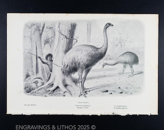 1897 MOA BIRDS (dinornis giganteus) – Original Extinct Monsters Lithograph Illustrated by J. Smit