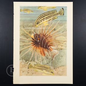 Poisson SCORPION ou POISSON LION - Lithographie offset - assiettes vintage Marine Life de « Wonders of the Sea : Life of the Ocean » (1945)